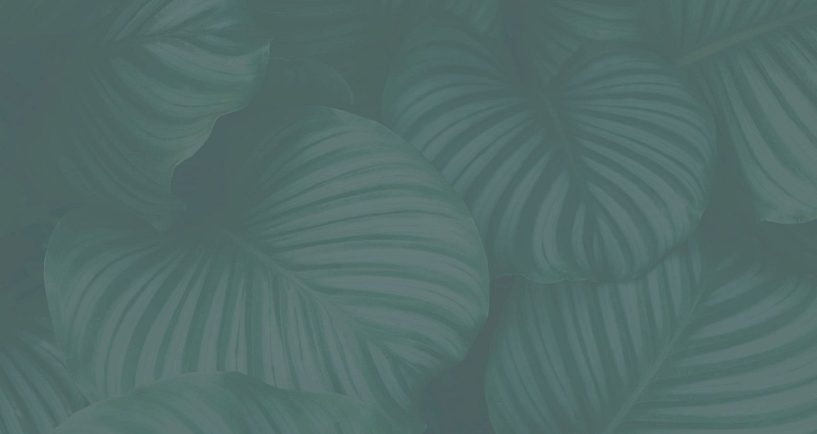 Dark green tropical leaves with broad, curved stripes filling the frame, creating a lush, leafy pattern.